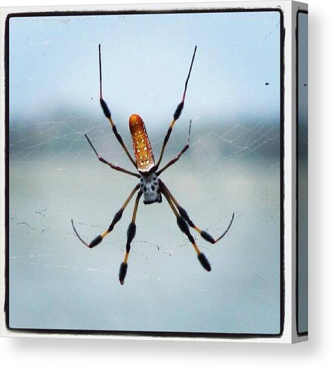 Web Canvas Print featuring the photograph #spider #web #insect #florida by Michael Hughes
