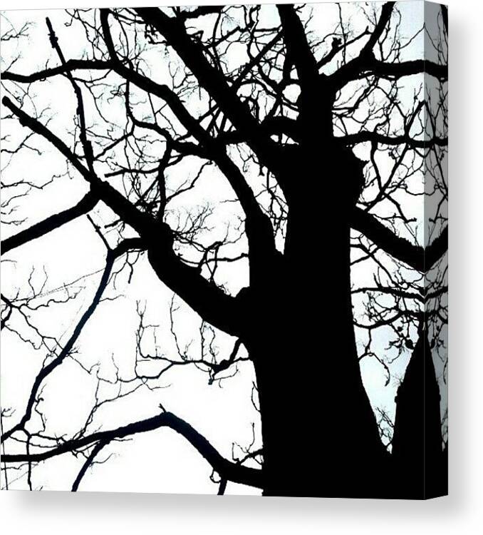 Igpittsburgh Canvas Print featuring the photograph Spooky Tree by Elisa Franzetta