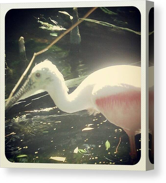 Spoonbill Canvas Print featuring the photograph Spoonbill Fetch by Jason Christman