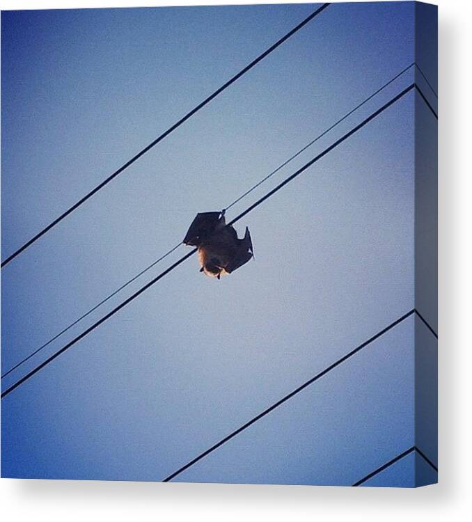 Blue Canvas Print featuring the photograph Spotted This Little Guy Just Hanging by Simon Cole