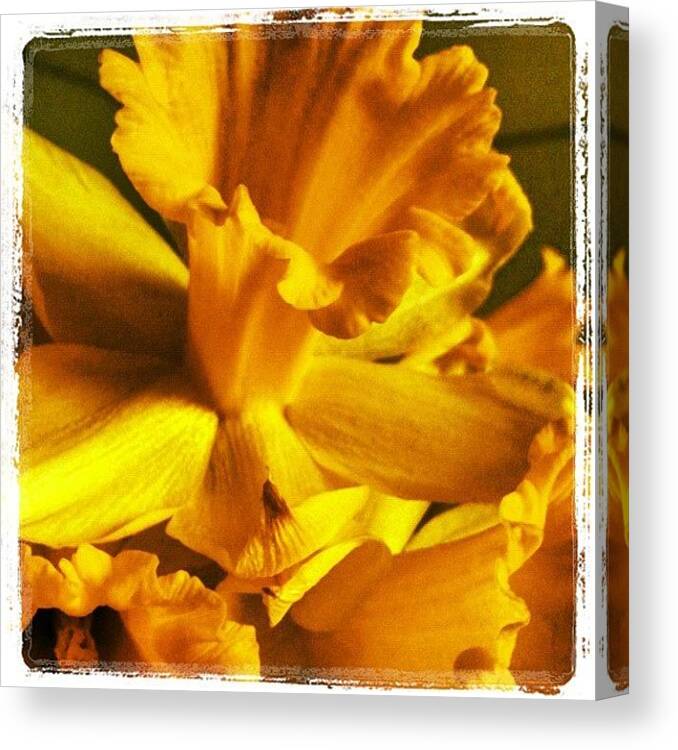  Canvas Print featuring the photograph Spring Daffodils At Home by Andy Hill