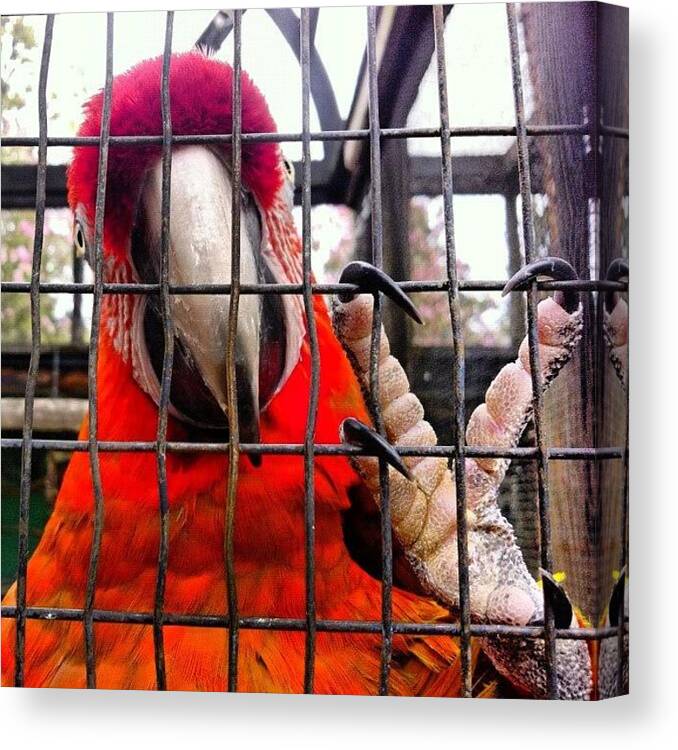 Macaw Canvas Print featuring the photograph #squaready #macaw #aves #bird #cage by Victor Wong