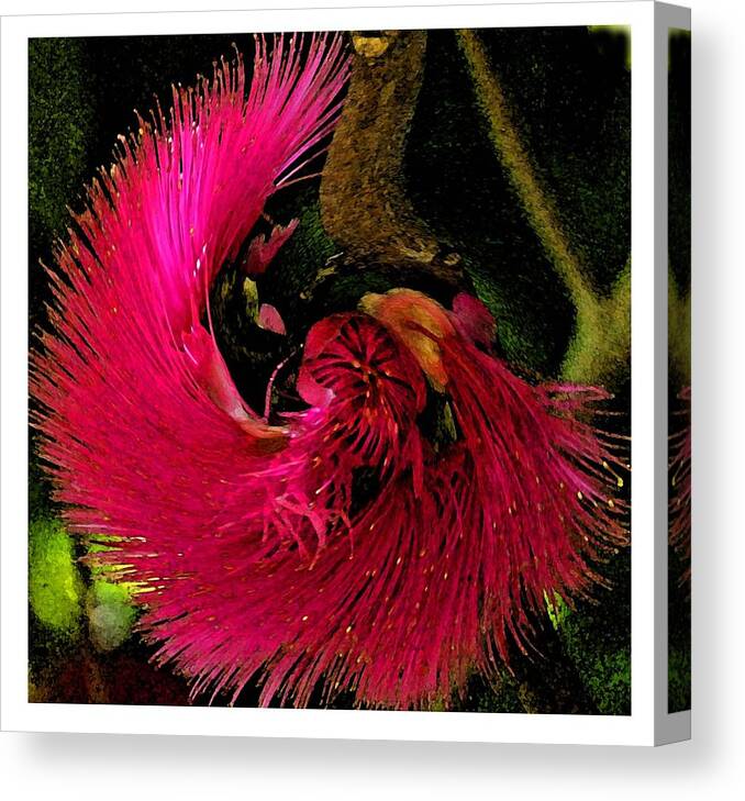 Flower Canvas Print featuring the photograph St Kitts Flora by Cindy Manero