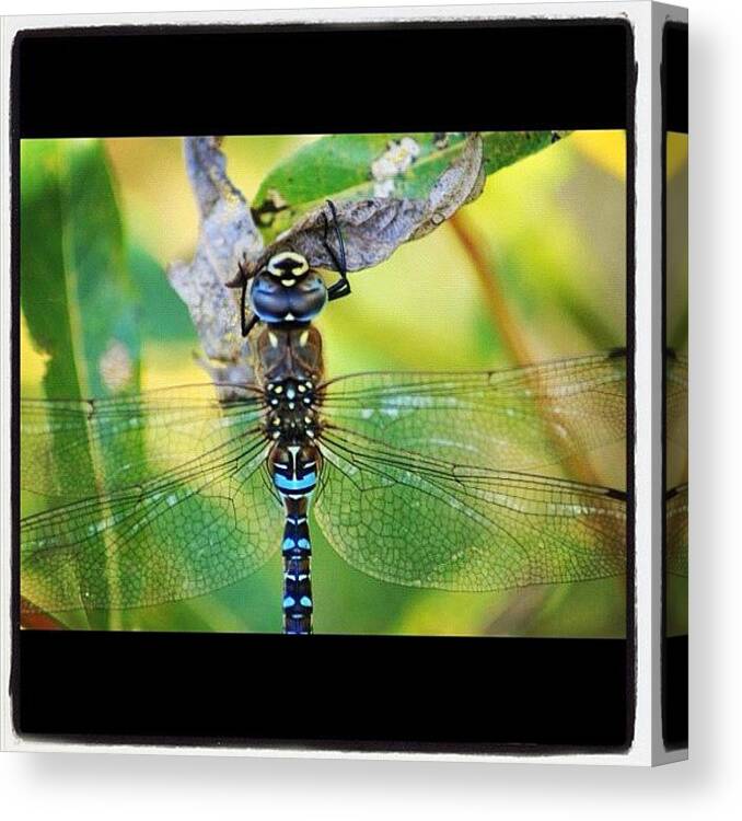 Summer Canvas Print featuring the photograph Stained Glass Dragonfly #macro_gardener by Chris Barber