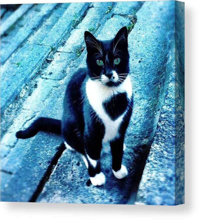 Cat Canvas Print featuring the photograph Street Cat by Tunc Dindas