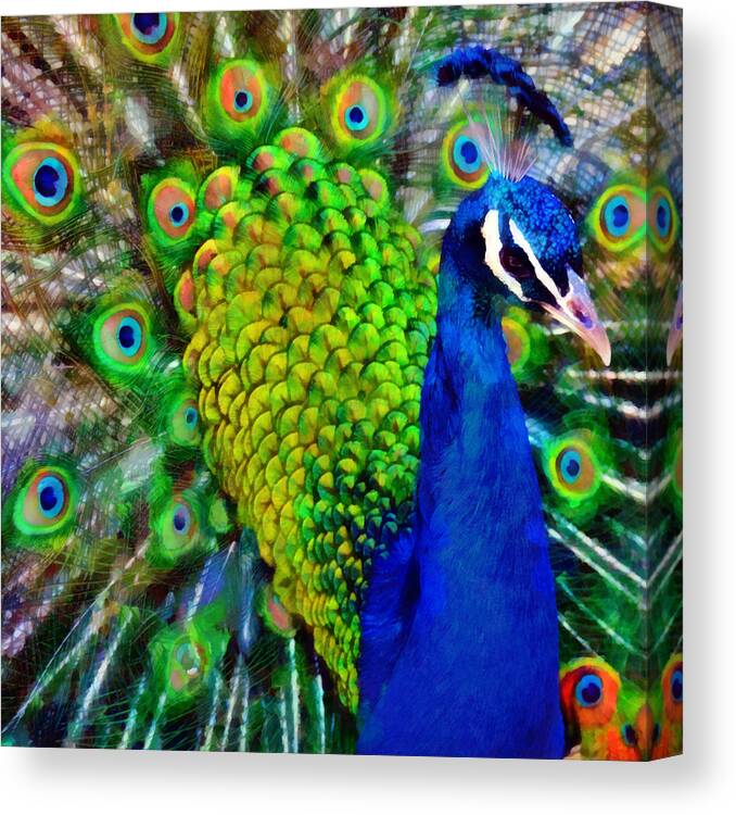 Zoo Canvas Print featuring the photograph Strut Proudly by Angelina Tamez