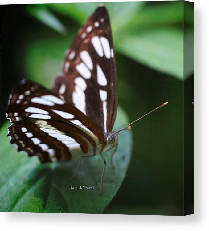  Canvas Print featuring the photograph Studded Sergeant Butterfly by Leon Traazil