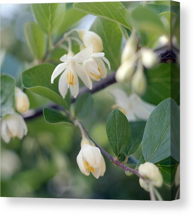 Styrax Canvas Print featuring the photograph Styrax tree in flower by Paul Cowan