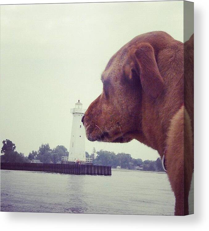 Summer Canvas Print featuring the photograph #summer #dog #puppy #lake #lighthouse by Jessie Schafer