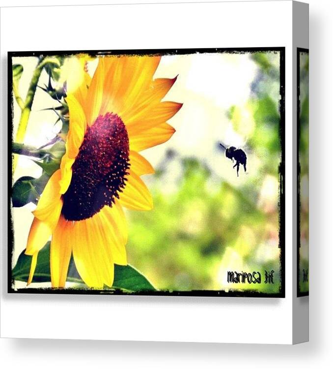 Nature Canvas Print featuring the photograph Summer Fling by Mari Posa