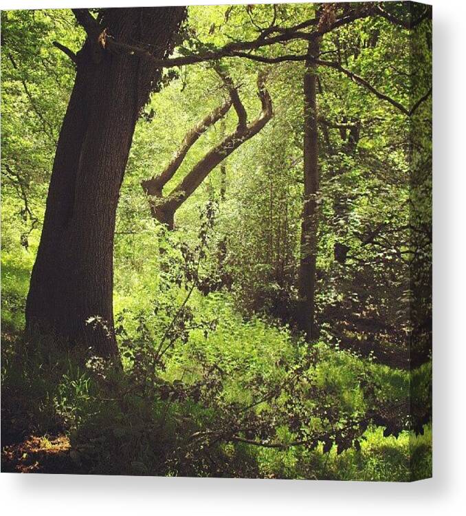 Treelove Canvas Print featuring the photograph #summer #woods Near #newtown #powys by Linandara Linandara