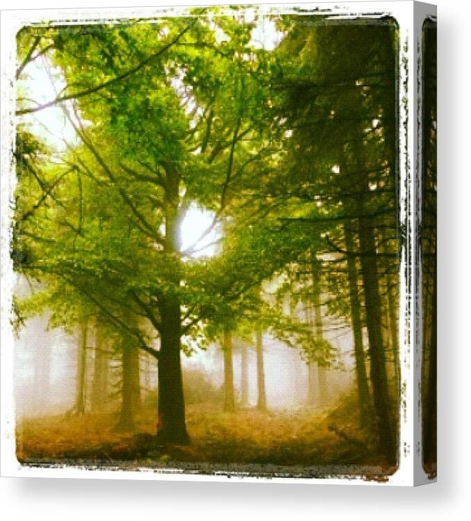 A Canvas Print featuring the photograph Summerskyforest by Kim Nyheim