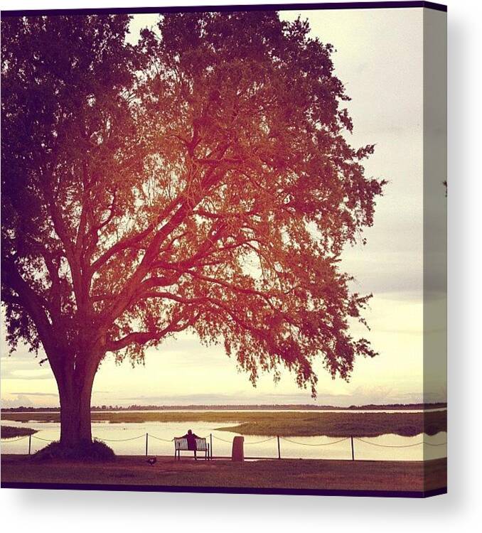 Love Canvas Print featuring the photograph Sun and nature love by Harman Kaur