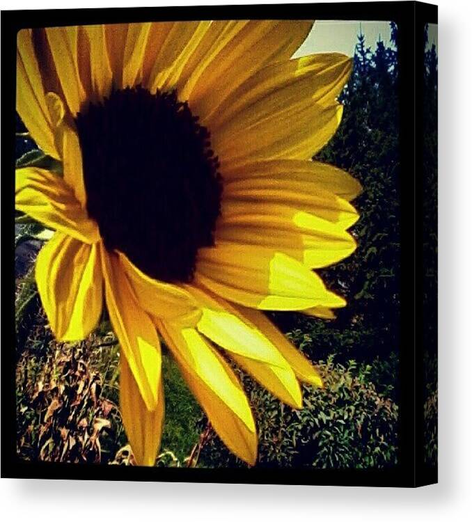 Life Canvas Print featuring the photograph #sunflower #beauty by Kyle Walker