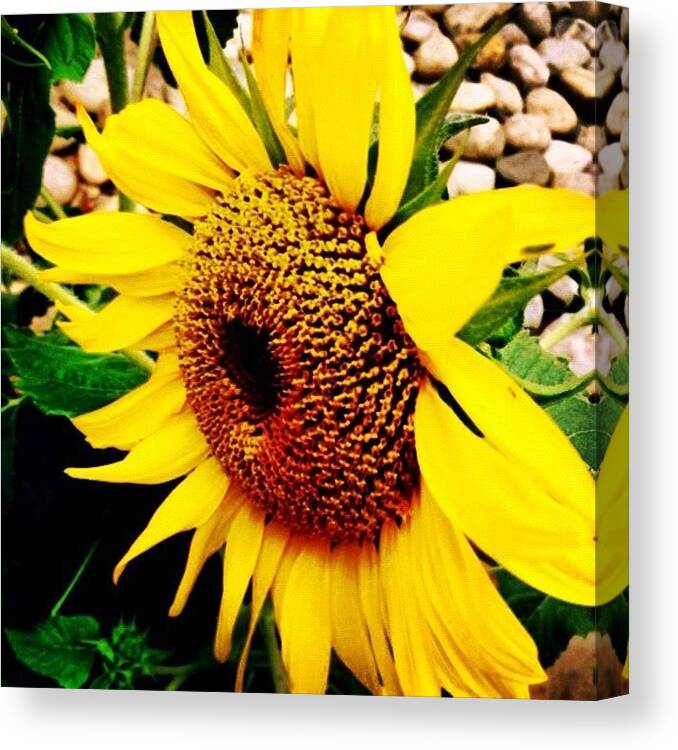 Summer Canvas Print featuring the photograph #sunflower #flower #sun #yellow #green by Katie Williams