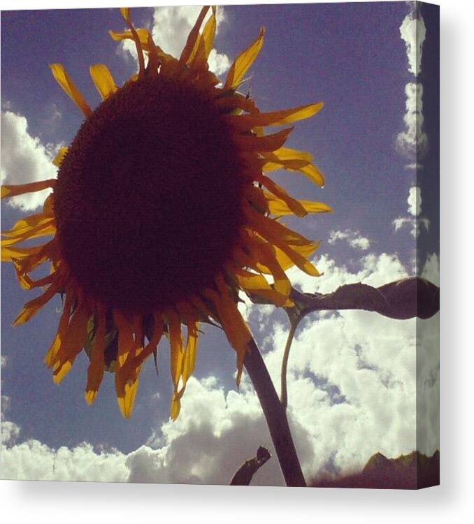 Cute Canvas Print featuring the photograph #sunflower #sun #cute #homo #sky by Mario Pena