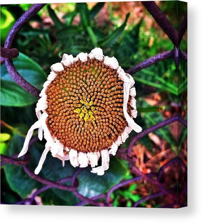 Beautiful Canvas Print featuring the photograph Sunflower That Escaped The Fence by Loghan Call