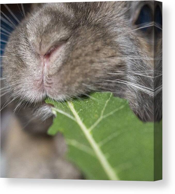 Rabbit Canvas Print featuring the photograph Sunflower... Yes.. I Can Taste It by Andy Kleinmoedig