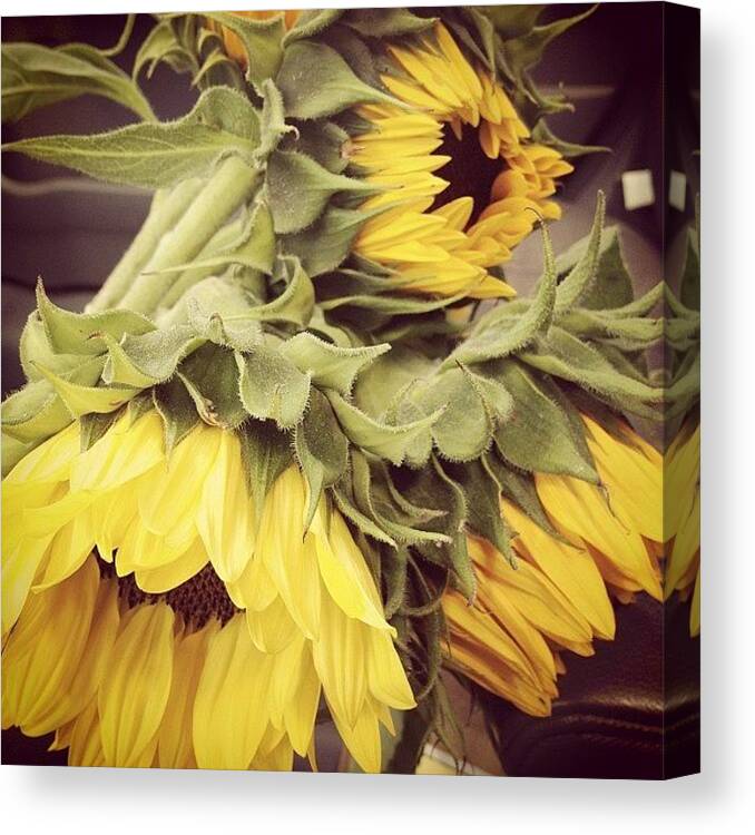  Canvas Print featuring the photograph Sunflowers From The Farmers Market! by Seyera Bavarsky