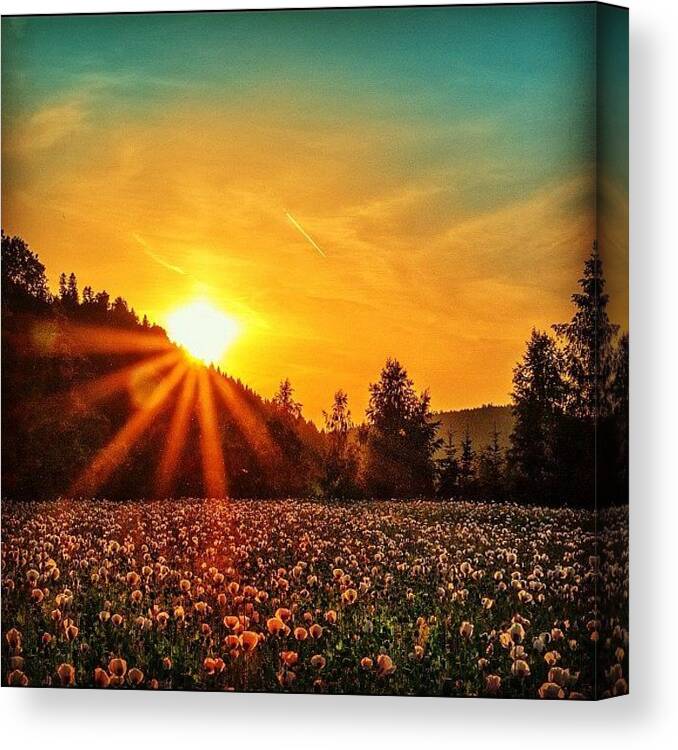 Landscape Canvas Print featuring the photograph Sunset Over The Poppy Field by Zdenek Stanek
