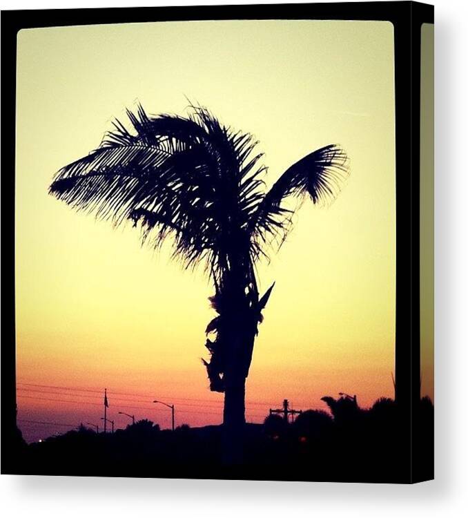 Tree Canvas Print featuring the photograph Sunset by Tony Yu