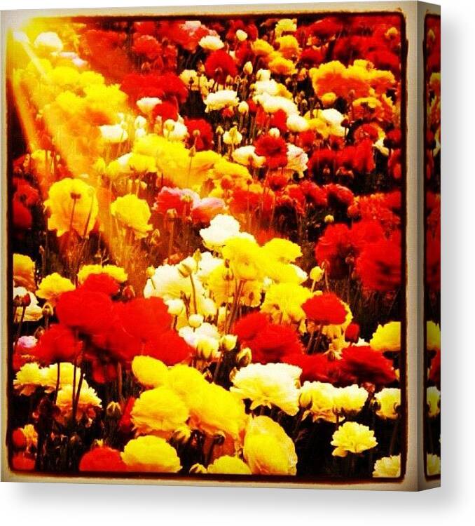Beautiful Canvas Print featuring the photograph Sunshine & Flowers by Avril O