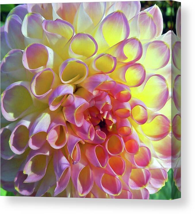 Abstract Canvas Print featuring the photograph Sweet As Honey by Pamela Patch