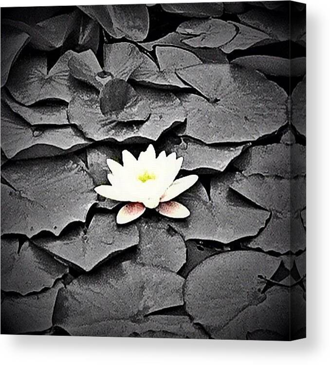 Plant Canvas Print featuring the photograph Taken @ The Abq Bot Garden. #instadaily by B D