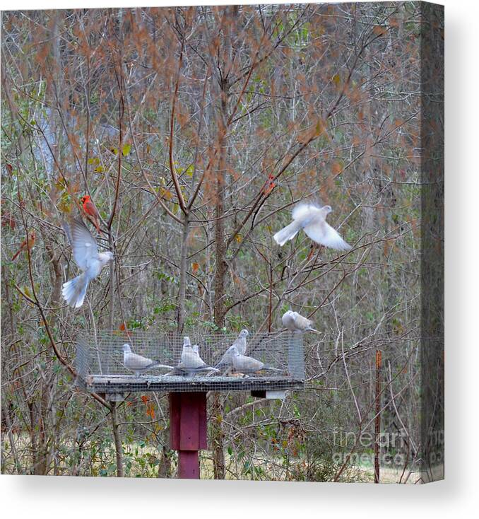 Birds Canvas Print featuring the photograph Taking Off - In Coming by Donna Brown