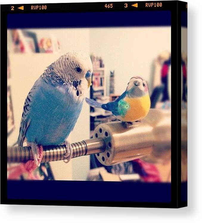 Cute Canvas Print featuring the photograph Tako Loves His New Friend So Much He by Vincy S
