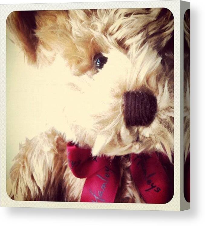 Iphoneography Canvas Print featuring the photograph Ted by Brigida Brito