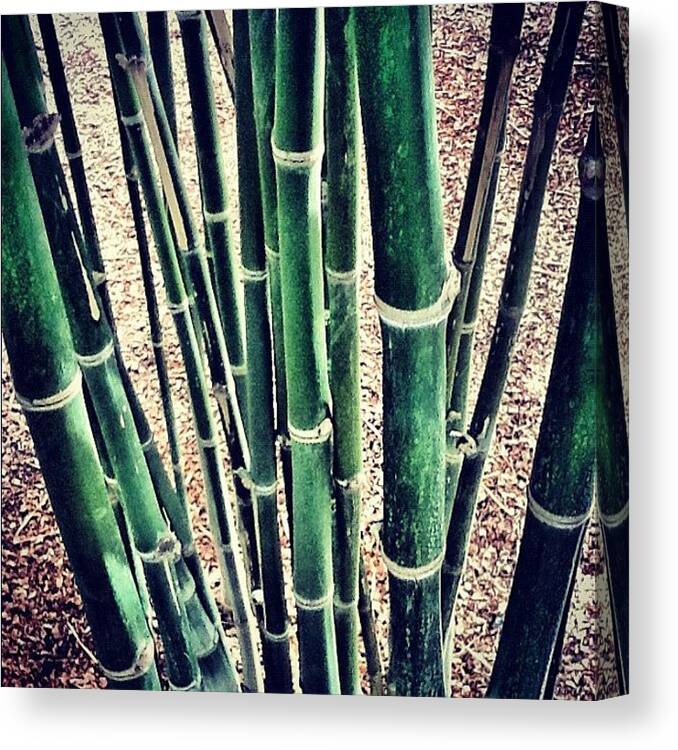 Plant Canvas Print featuring the photograph Thai Bamboo by Andrea Serrapiglio