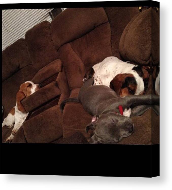 Petstagram Canvas Print featuring the photograph The Bassetlounger Is Getting A Workout by Jim Neeley