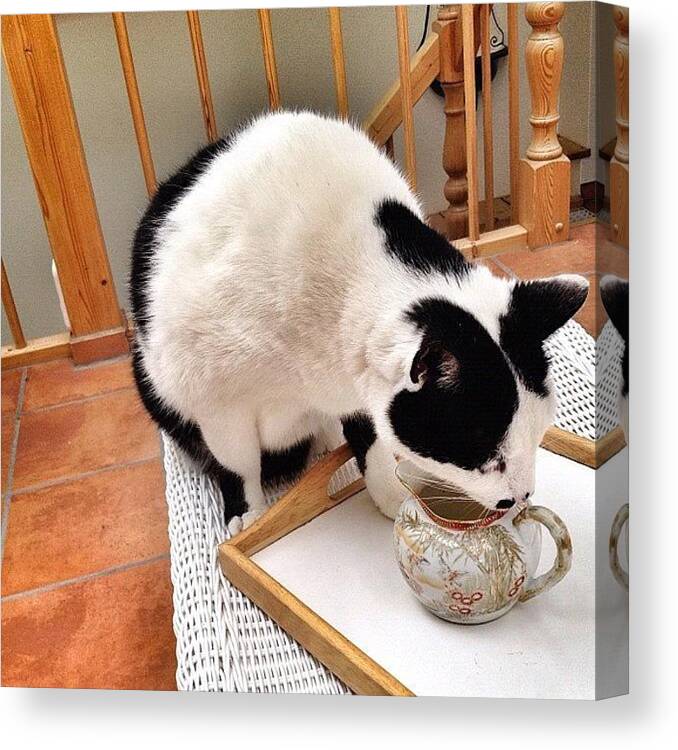 Beautiful Canvas Print featuring the photograph The Cat Who Came To Tea #cat by Shelley Walsh