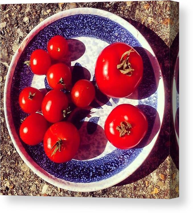 Tomato Canvas Print featuring the photograph The Entire Crop by Nic Squirrell