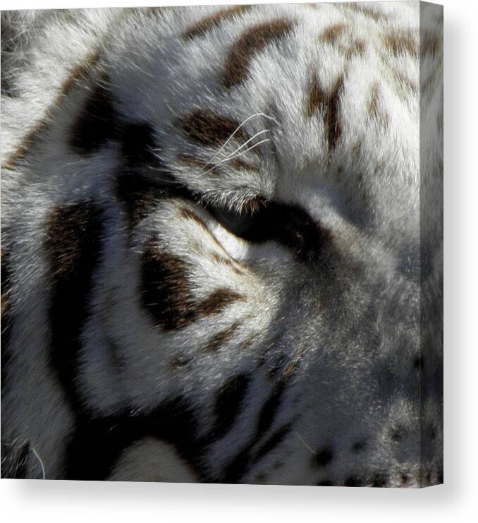 Eye Canvas Print featuring the photograph The Eye Of The Tiger by Kim Galluzzo