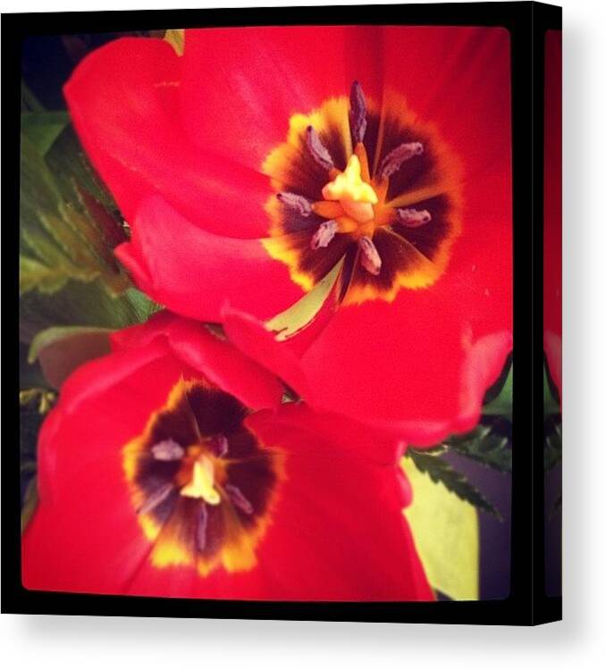  Canvas Print featuring the photograph The Flowers Are Happy To See Me Today by Jill Jankowski