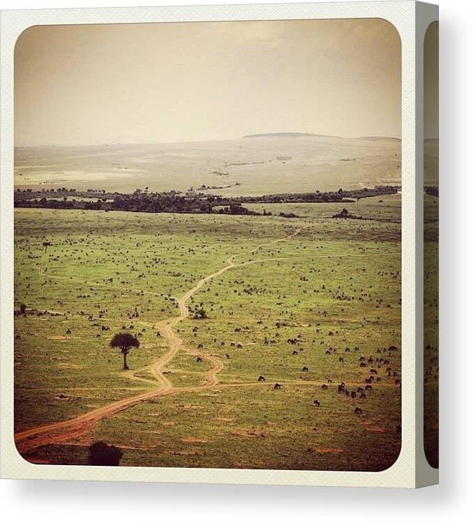 Wildlife Canvas Print featuring the photograph The Great Migration, Kenya by Owain Evans