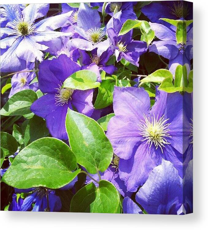 Nature Canvas Print featuring the photograph The Lovely Clematis by Esther Huinink 