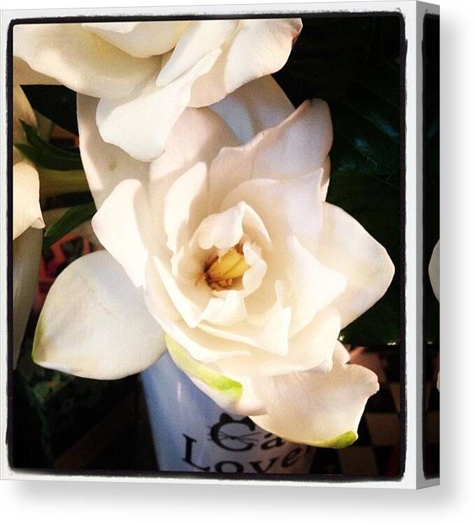  Canvas Print featuring the photograph They Smell Wonderful! C: by Latham Sarah