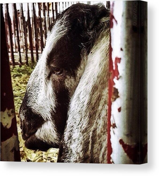 Teamrebel Canvas Print featuring the photograph ...thinking by Natasha Marco