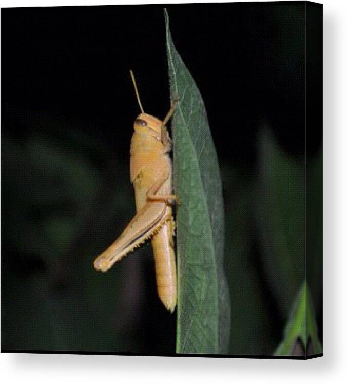 Grasshopper Canvas Print featuring the photograph This Is My Fav Pic I've Done by Mary  Hudgensrobles