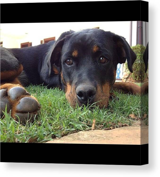 Rottweiler Canvas Print featuring the photograph This Is My New #rottie! Her Name Is by Adriana Guimaraes