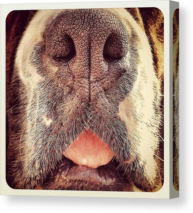 Yumi Canvas Print featuring the photograph This Is Not A Scratch And Sniff by Robert Campbell