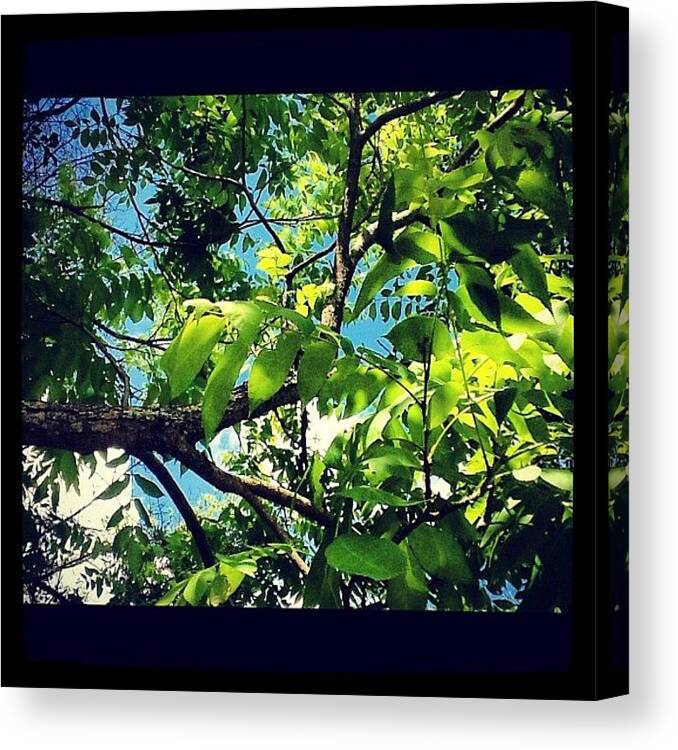 Natural Canvas Print featuring the photograph This Tree Was A Very Strange Color Of by Leslie Drawdy ☀