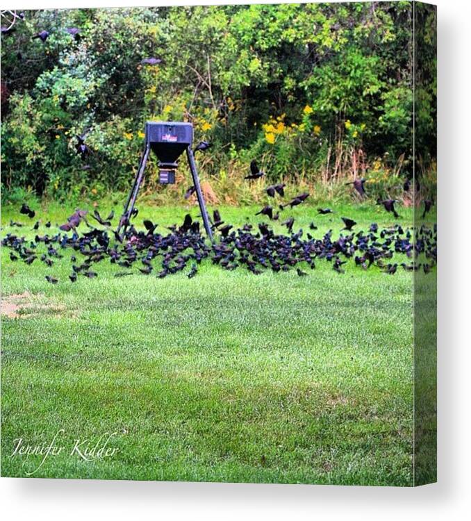Hot_shotz Canvas Print featuring the photograph This Was Like A Scene From The Birds! by Jennifer K