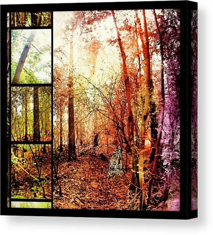 Forest Canvas Print featuring the photograph Through the Forest by Vicki Field
