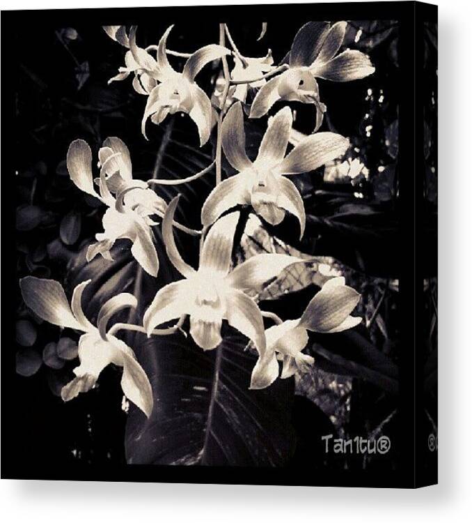 Orchidshow Canvas Print featuring the photograph #ti_challenge_34 @true_instinct by Tania Torres