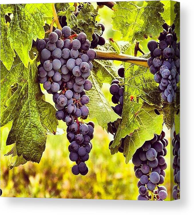 Summer2012 Canvas Print featuring the photograph Time For Picking Some #grapefruits by Huy Nguyen