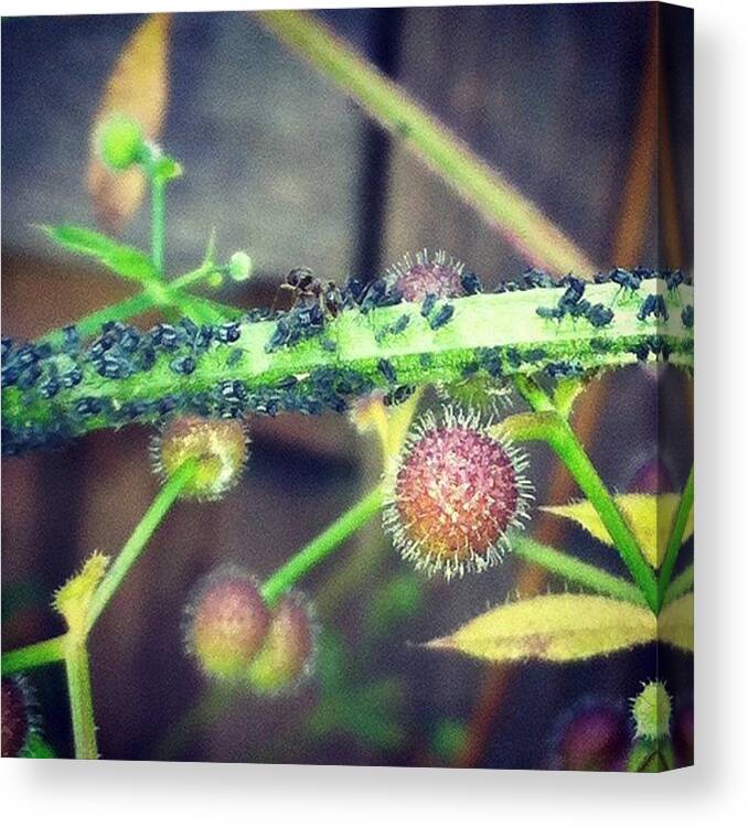  Canvas Print featuring the photograph Time To Milk The Aphids. Google It ;) by Breanne Evans